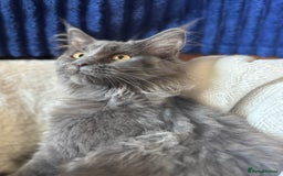 Maine Coon cats for sale: Blue Maine Coon kittens - Image 17