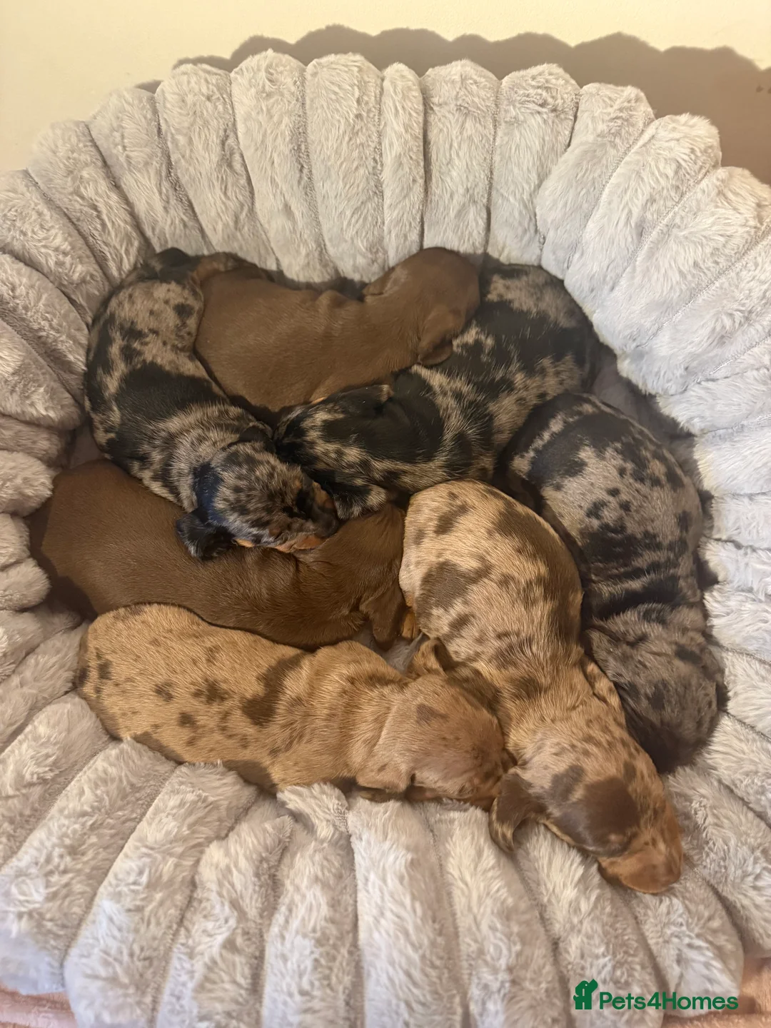 Dachshund dogs for sale: 7 beautiful dachshund pups - Advert 4