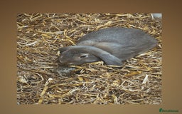 French Lop rabbits for sale: Beautiful Baige colour French loop  - Image 3