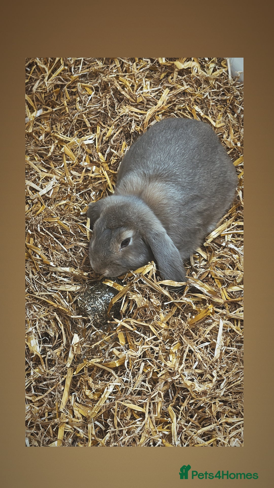 French Lop rabbits for sale: Beautiful Baige colour French loop  - Image 3