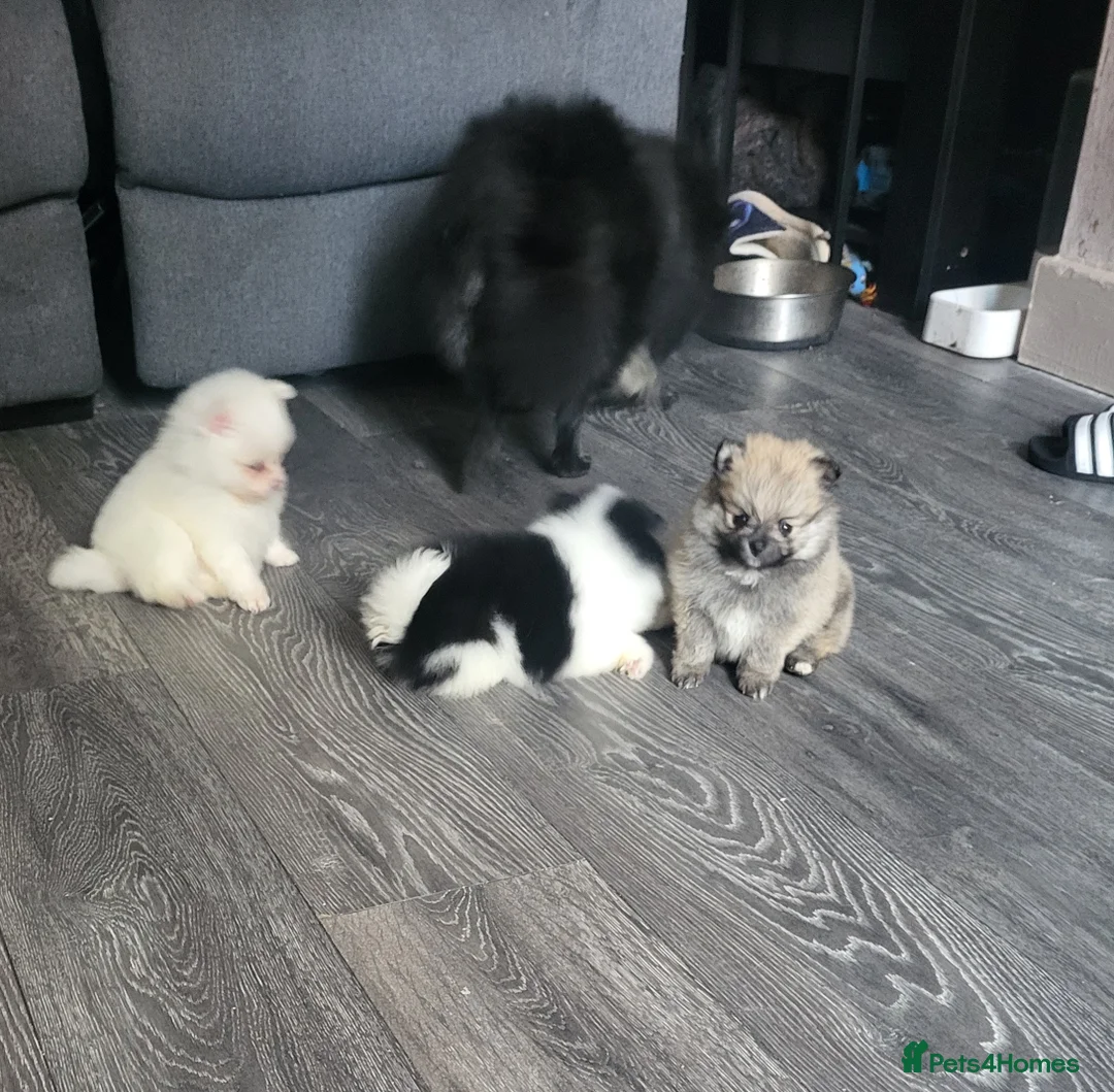 Pomeranian dogs for sale: Pomeranian mixed litter  in Wigan - Advert 2