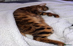 Bengal cats for sale: Stunning Male Bengal in Wakefield - Image 10