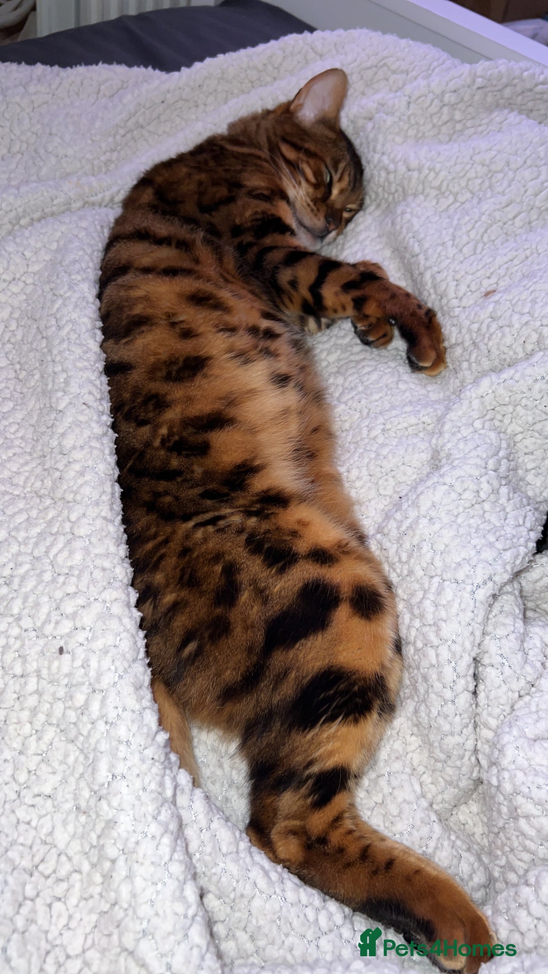 Bengal cats for sale: Stunning Male Bengal in Wakefield - Image 10