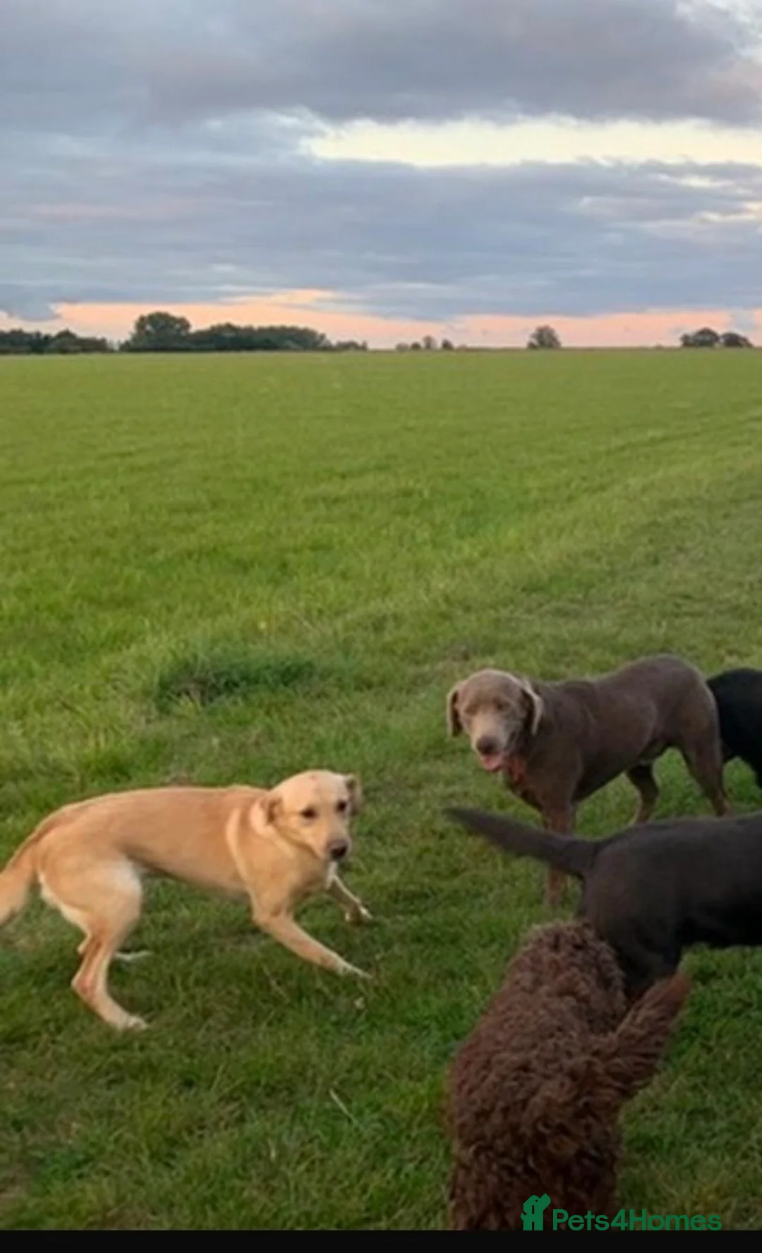 Labrador Retriever dogs for sale: ⭐️⭐️⭐️⭐️⭐️ Labrador Puppies  in Ingatestone - Advert 2