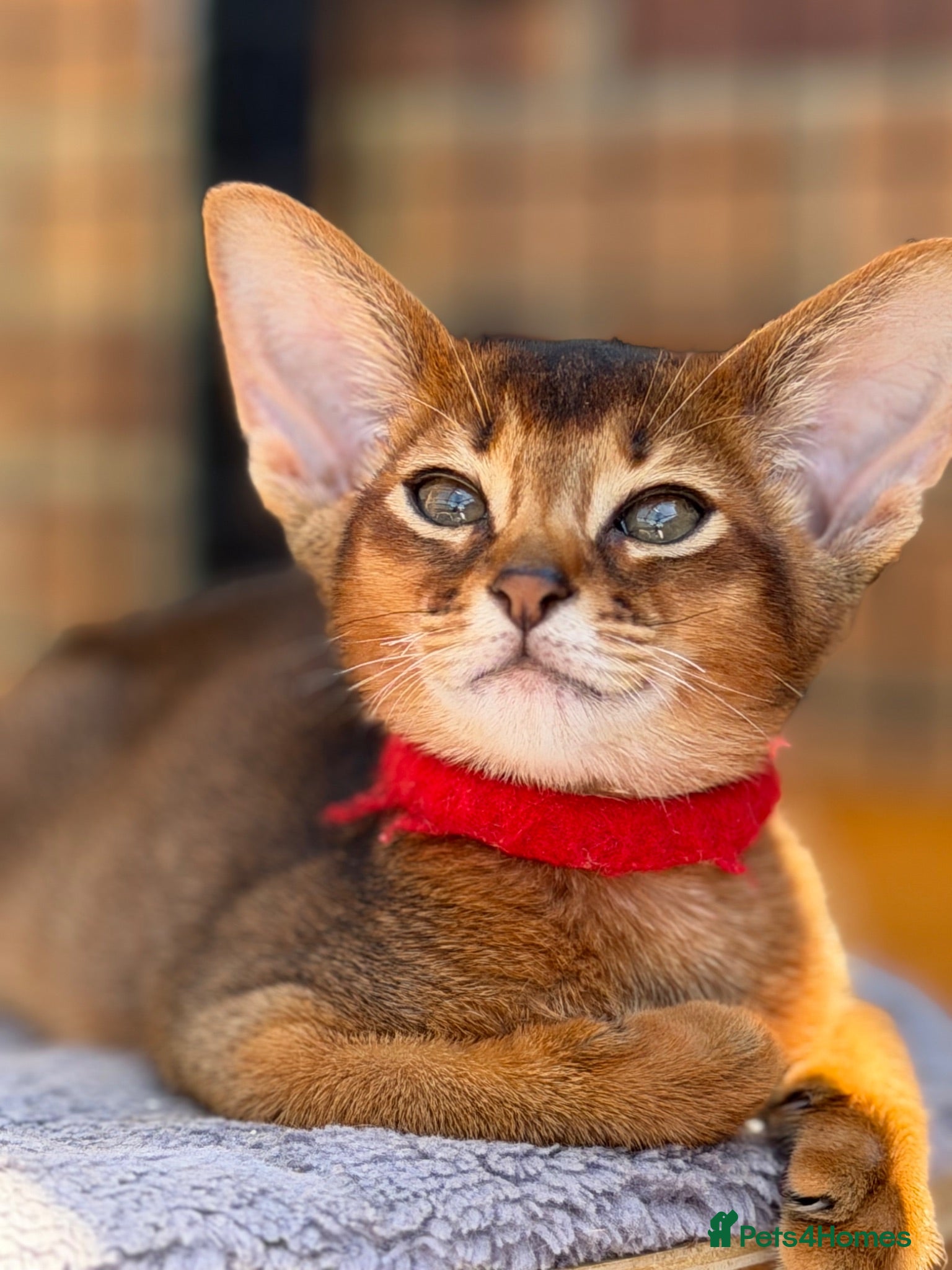 Abyssinian cats Pure breed Abyssinian kitten’s GCCF registered  - Advert 1