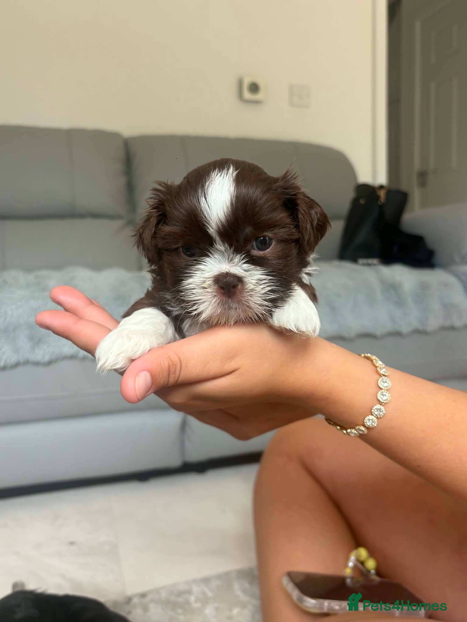 Shih Tzu dogs Stunning Shih Tzu puppies  - Advert 11