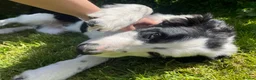 Border Collie dogs for sale: Collie dog pup *ready to go* - Advert 14
