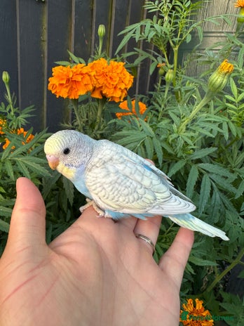 Budgerigars birds - Advert 13