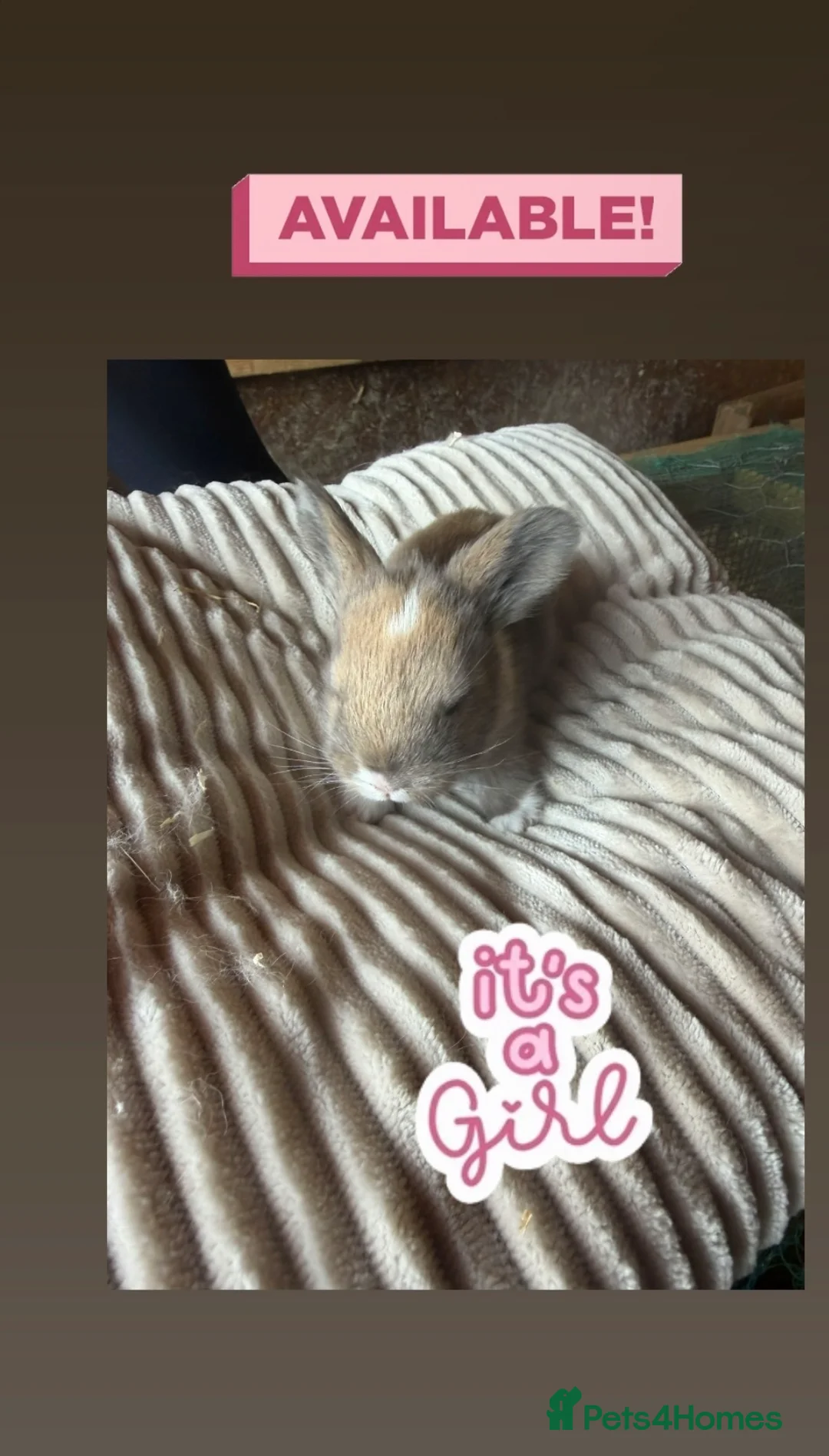 Mini Lop rabbits for sale: French lops and mini lop babies available! 🐰🤍✨ - Advert 1