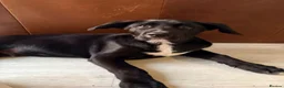 Mixed Breed dogs for sale: Jax male puppy - Advert 8