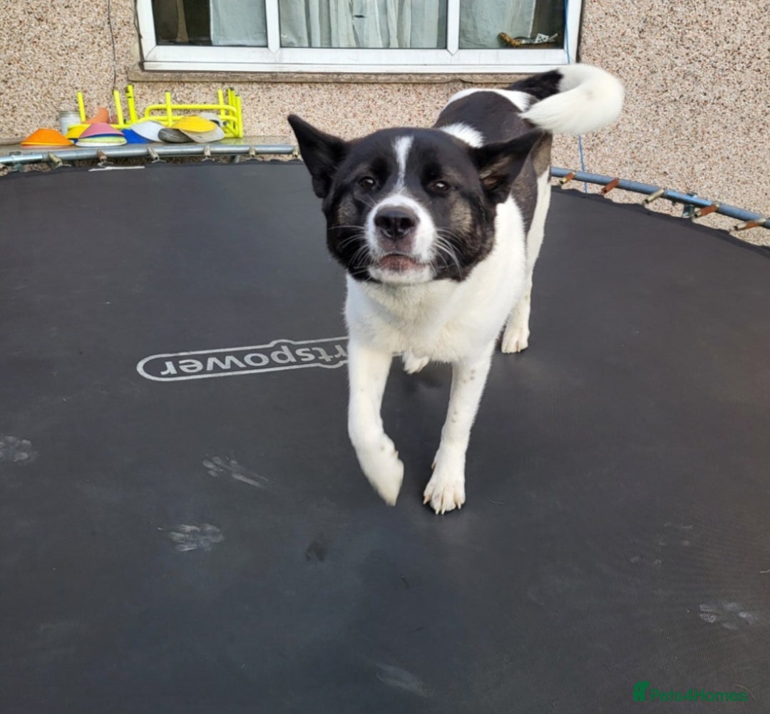 Akita dogs for sale: Female 1 & half Year-Old Female Akita For Rehoming - Advert 3