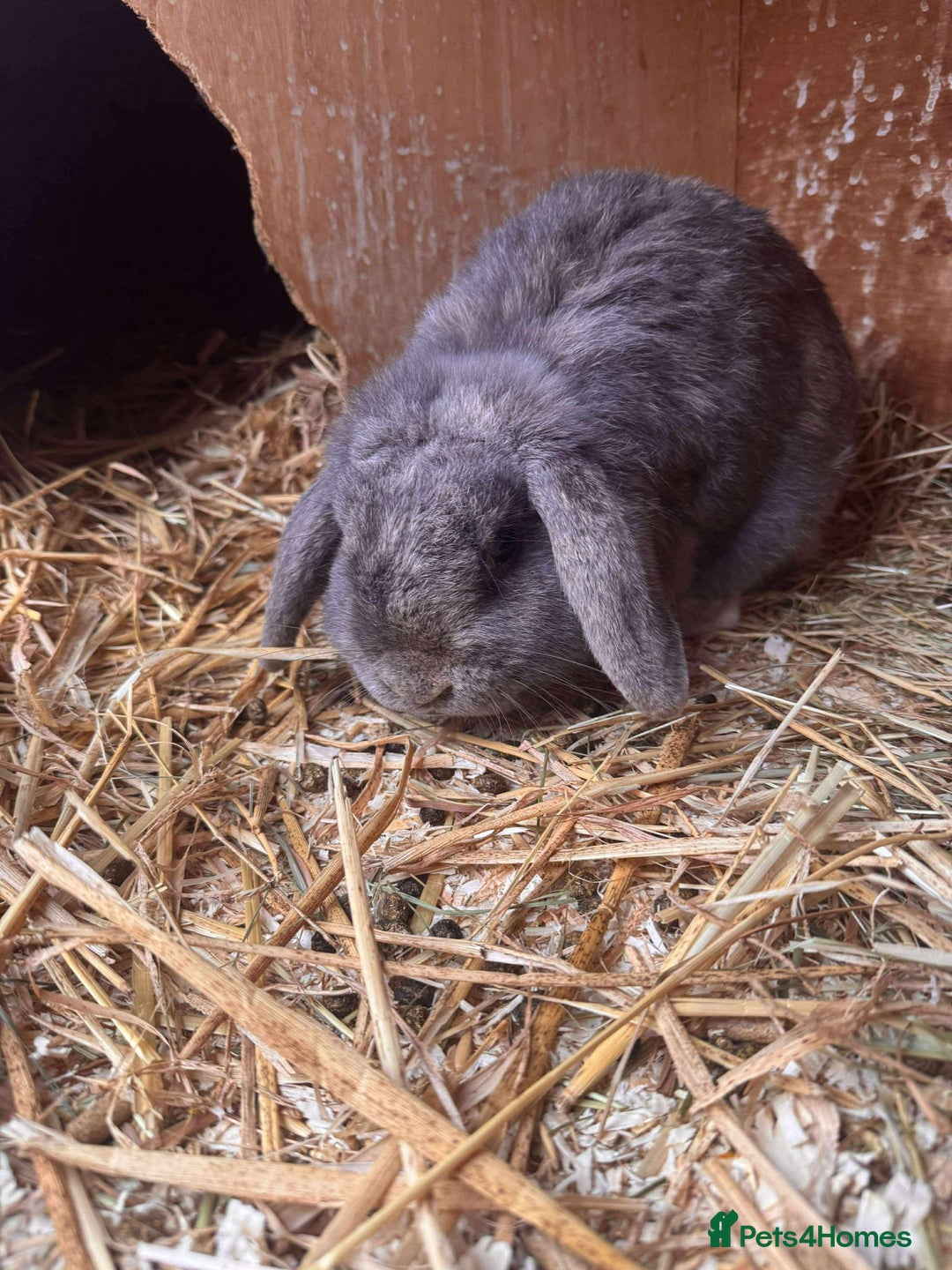 Mixed Breed rabbits for sale: Beautiful rescue rabbits looking for a home  - Advert 10