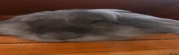 Mixed Breed rabbits for sale: Mixed baby rabbits born 19/08/26 - Advert 9