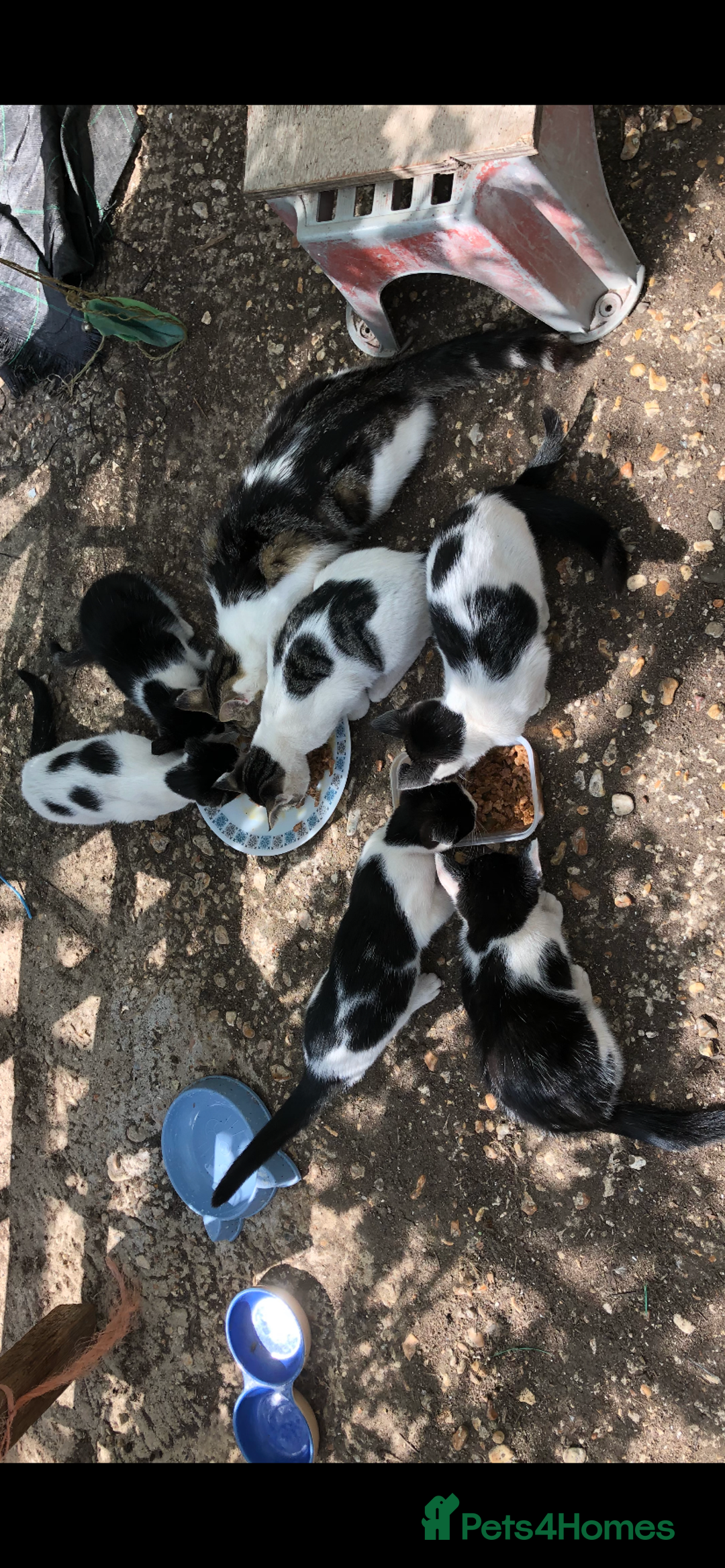 Mixed Breed cats for sale: Mixed breed kittens - Image 1