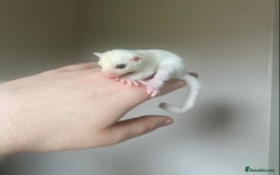Sugar Glider rodents for sale: Female leu sugar glider joey  - Image 2