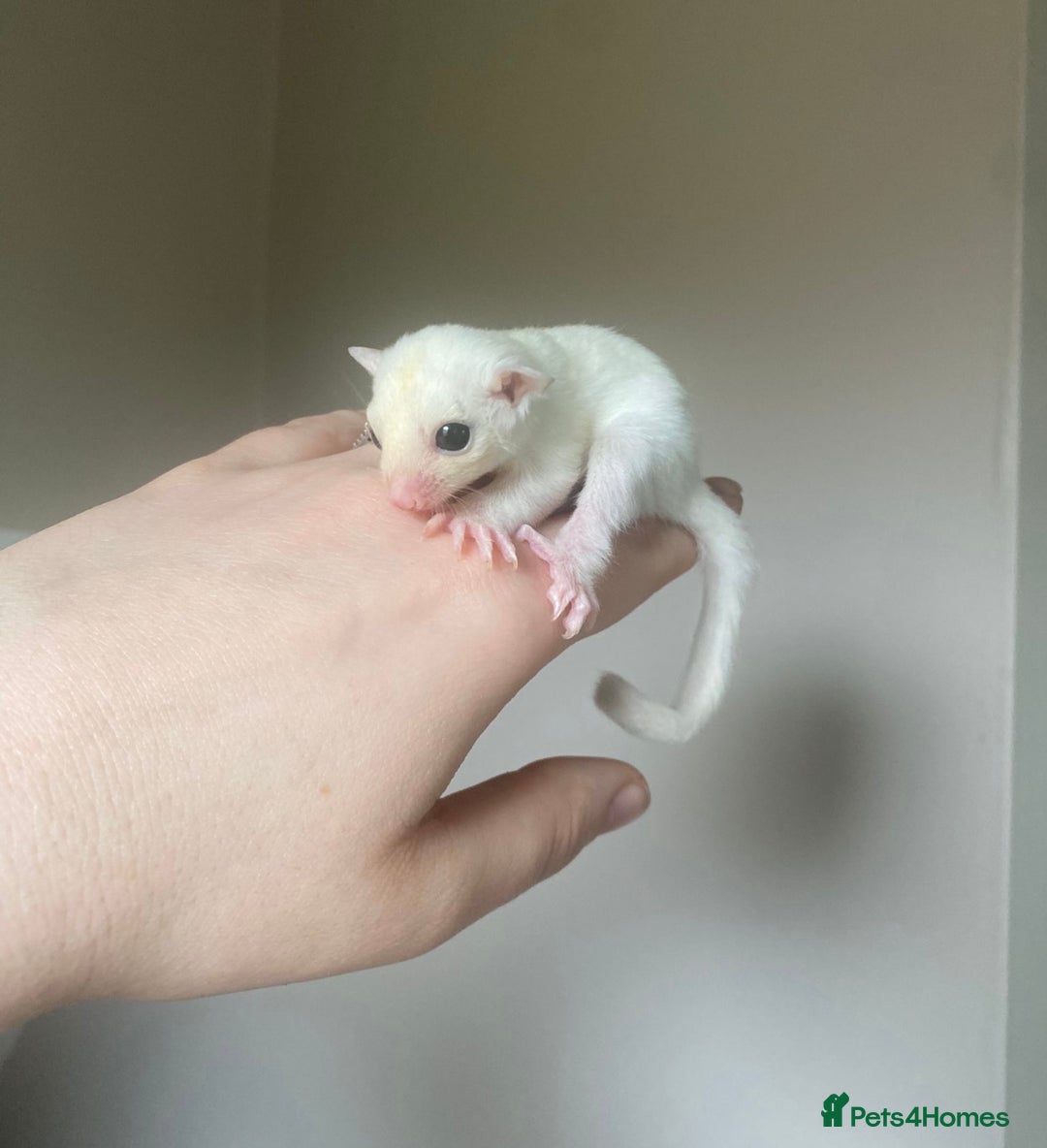 Sugar Glider rodents for sale: Female leu sugar glider joey  - Image 2