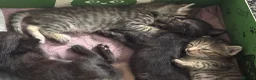 Mixed Breed cats for sale: Tabby kittens for sale - B31 - Advert 11
