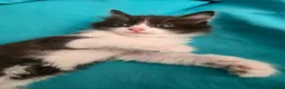Mixed Breed cats for sale: Adorable Ragdoll Mix Kittens  - Advert 15