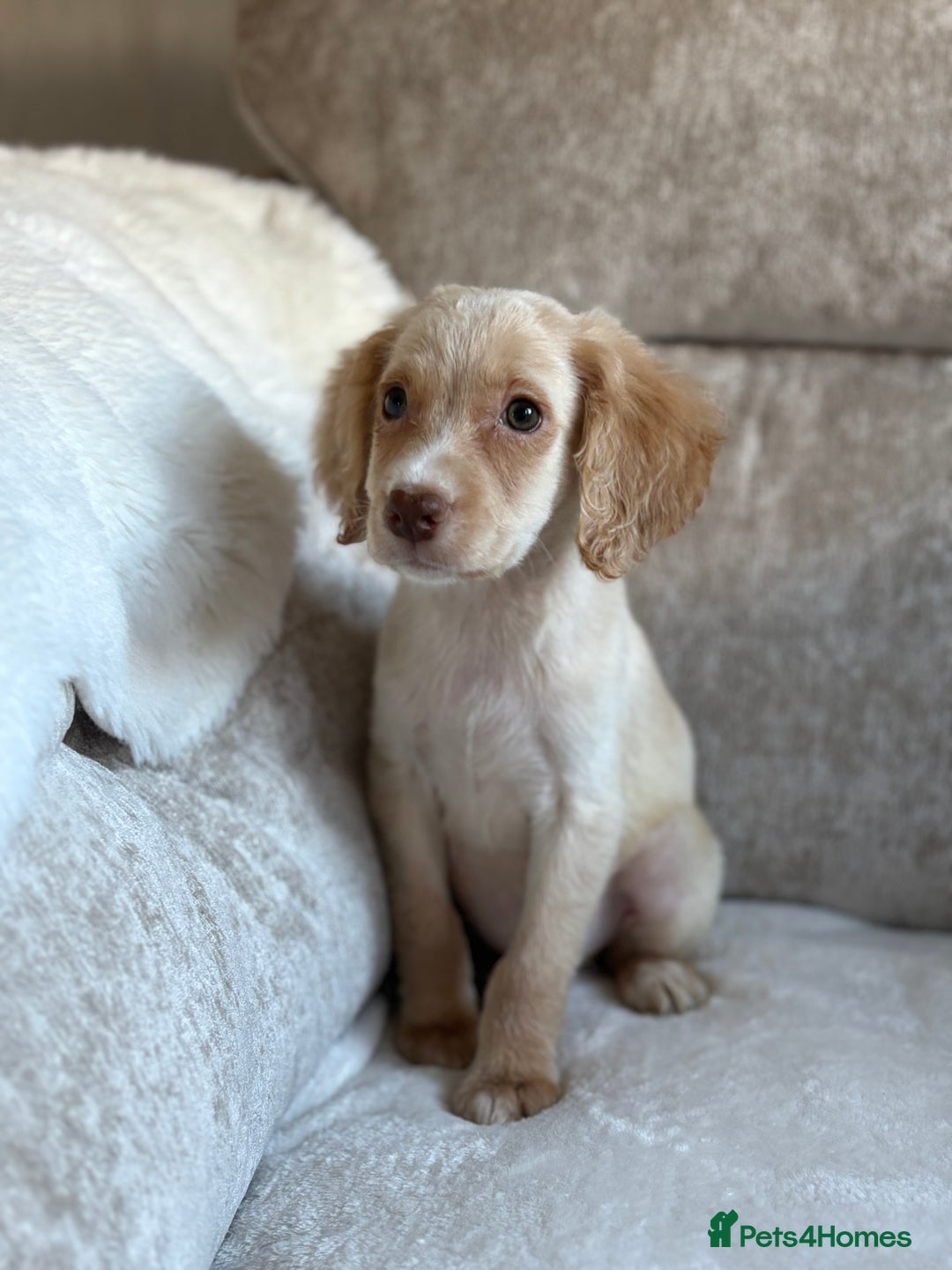 Cocker Spaniel dogs for sale: Stunning cocker spaniel puppies  - Advert 16
