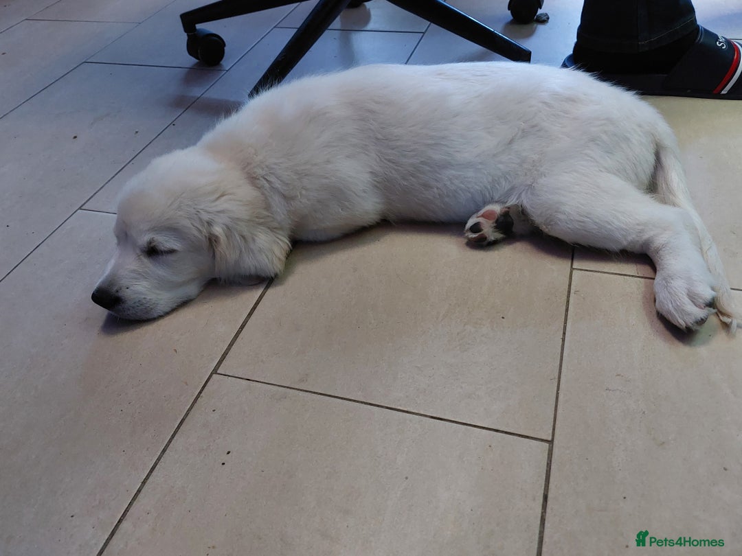 Golden Retriever dogs for sale: * 1 boy left *Golden Retriever Puppies KC Reg .  - Image 11