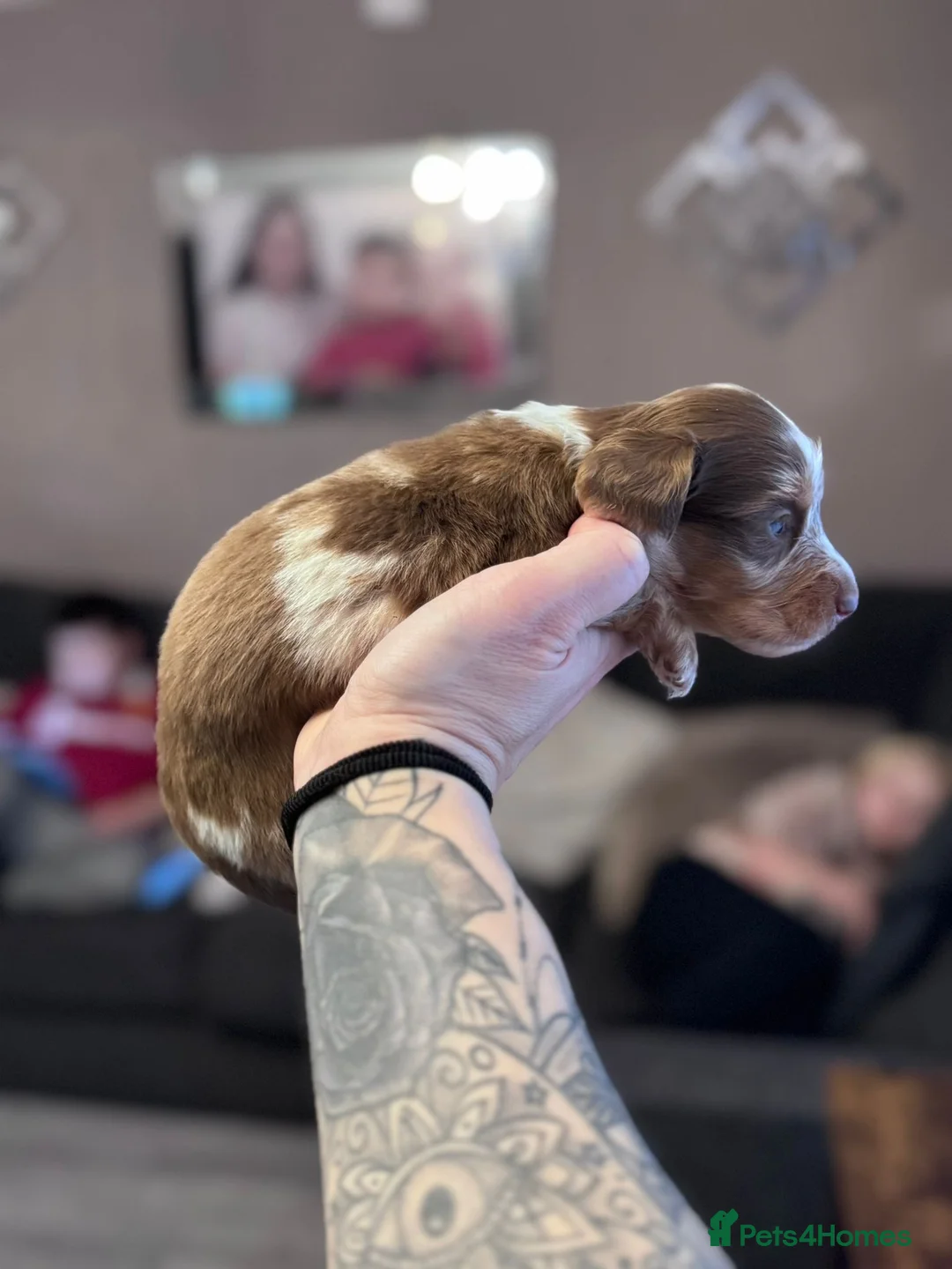 Miniature Dachshund dogs for sale: Miniatures dachshunds - Advert 4