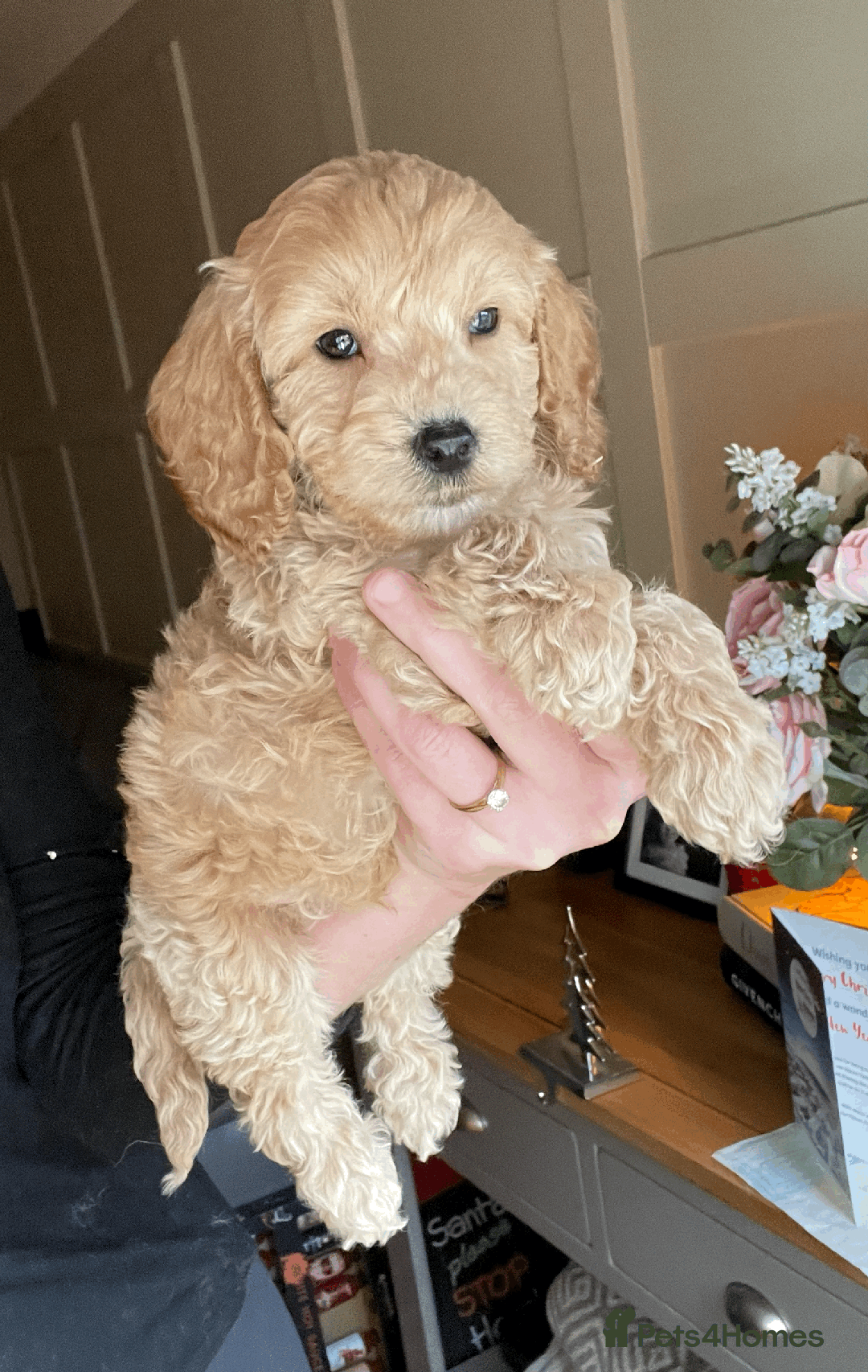 Cockapoo dogs for sale: F1b TOY COCKAPOO PUPS - DNA Health Tested!! - Advert 25