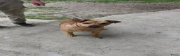 Mixed Breed dogs for adoption: The Story of Jumbo 🐾 - Advert 1