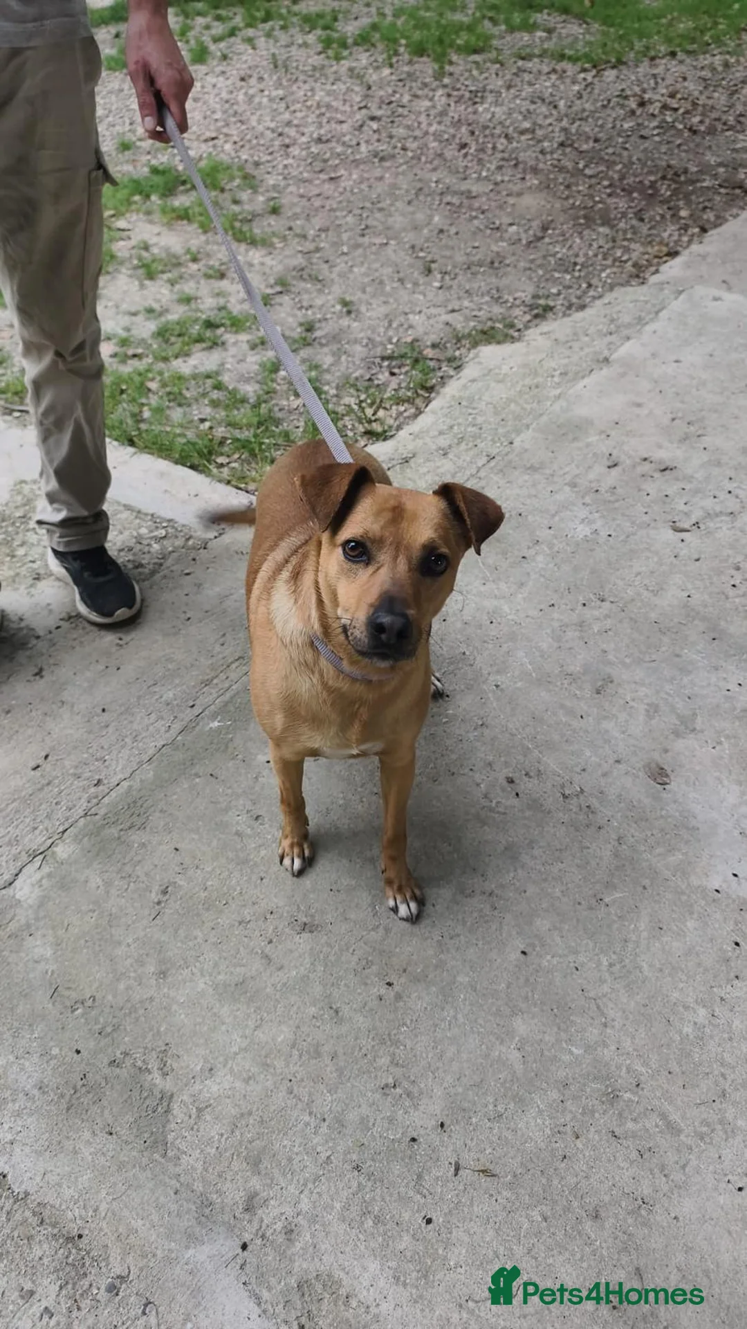 Mixed Breed dogs for adoption: The Story of Jumbo 🐾 - Advert 1