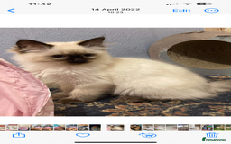 Ragdoll cats for sale: 🐾GCCF pedigree boy - Image 7