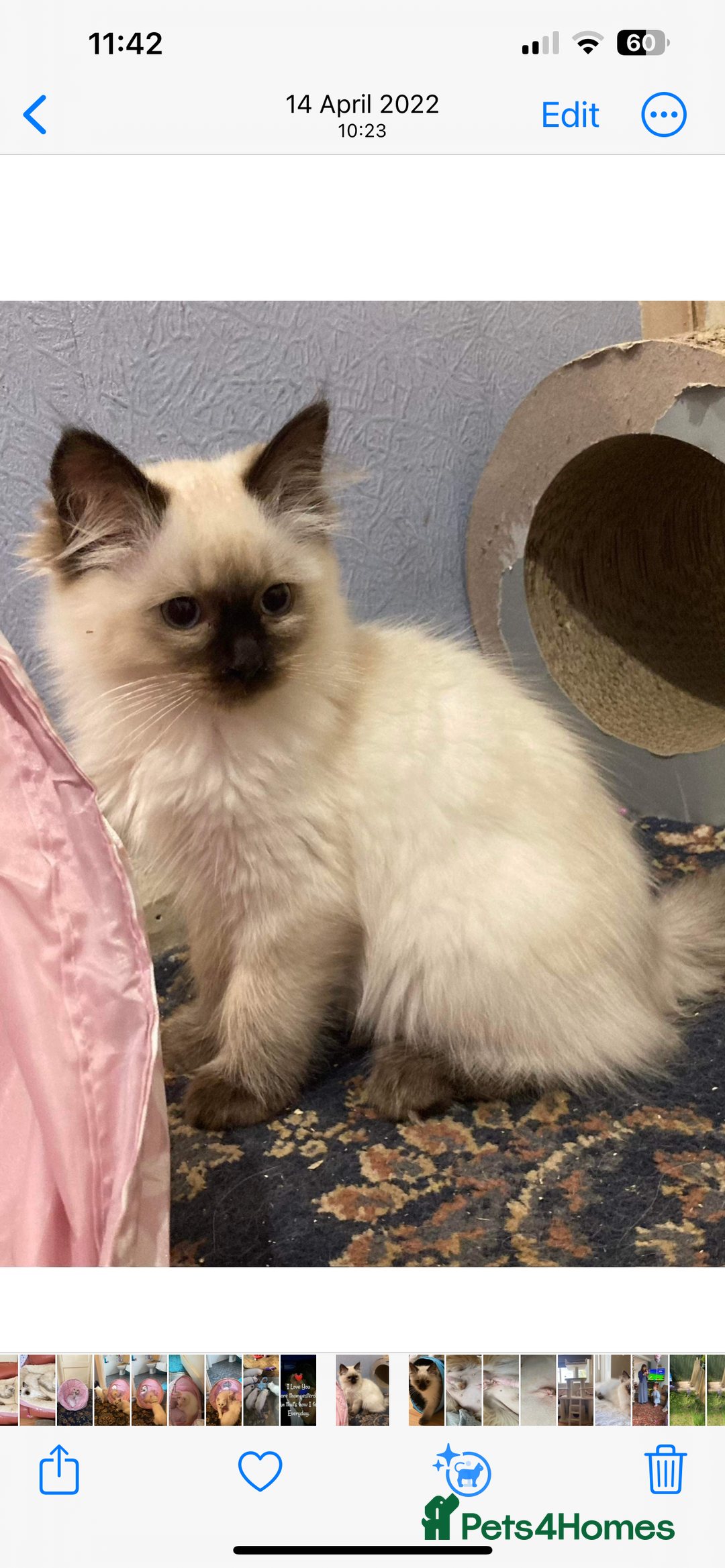 Ragdoll cats for sale: 🐾GCCF pedigree boy - Image 7