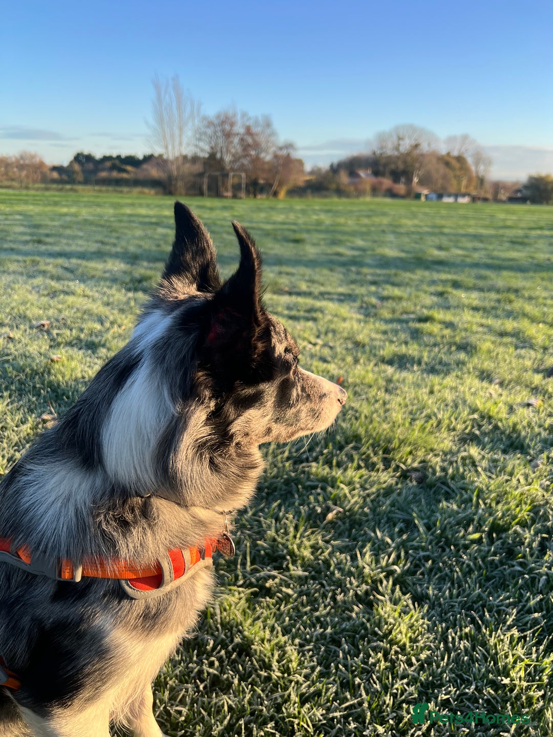 Border Collie dogs for sale: Merle border collie male  - Advert 9