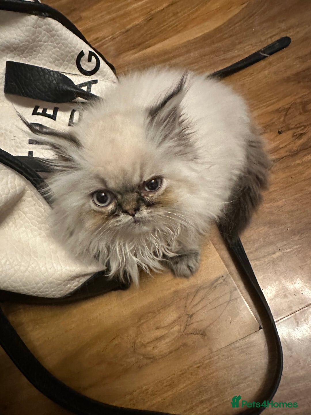 Persian cats for sale: Persian kittens  - Image 2