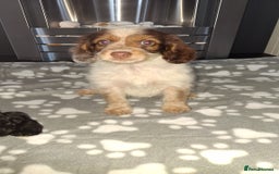Cockapoo dogs for sale: Health tested show type cockapoo puppies! - Image 14