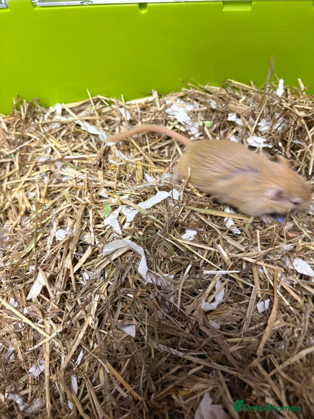 Gerbil rodents for sale: Friendly pet gerbils boys and girls  - Advert 6