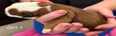 English Bulldog 4