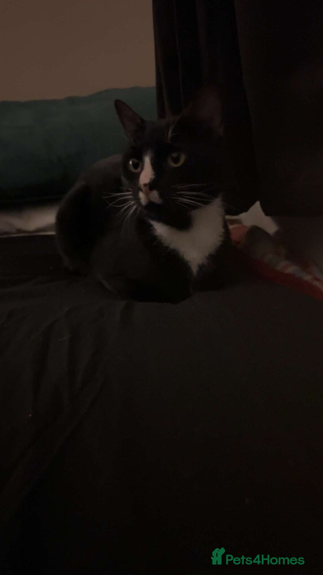 Mixed Breed cats for sale: tux cat - Advert 1