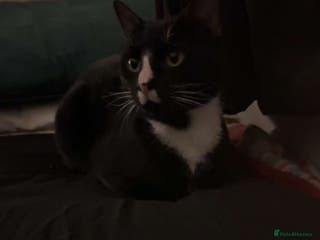 Mixed Breed cats tux cat - Advert 1