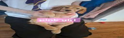 Cockapoo dogs for sale: F1B cockapoo puppies  - Advert 6