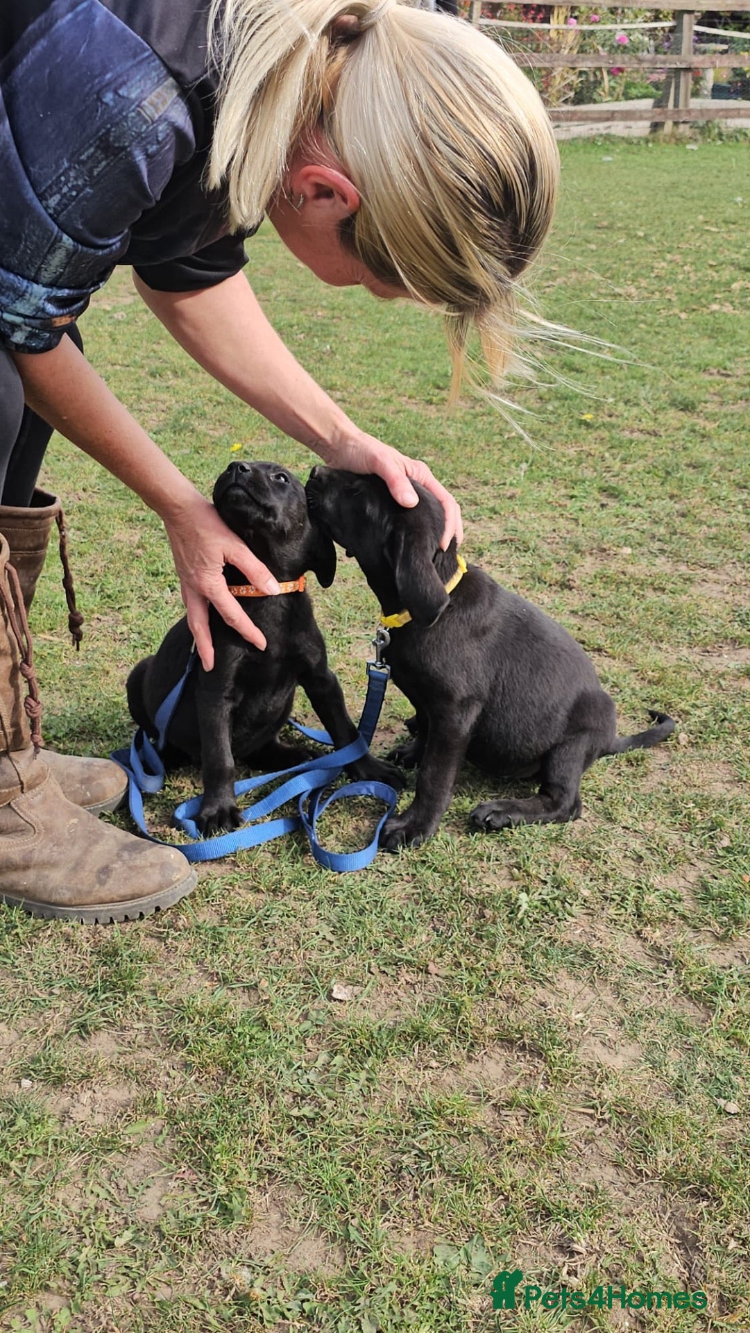 Labrador Retriever dogs Pedigree Labrador pups 2 black girls available  - Advert 1