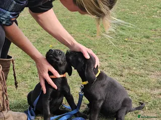 Labrador Retriever dogs Pedigree Labrador pups 2 black girls available - Advert 1