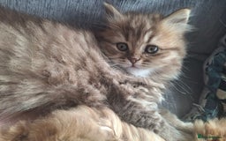British Longhair cats for sale: 2 x Rare and stunning Pedigree BLH kittens - Image 6