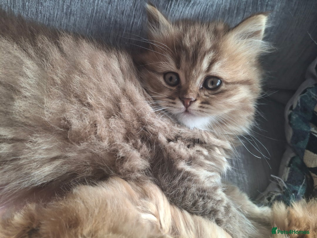 British Longhair cats for sale: 2 x Rare and stunning Pedigree BLH kittens - Image 6