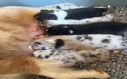 Australian Shepherd dogs for sale: Australian Shepherd Puppies  - Image 36