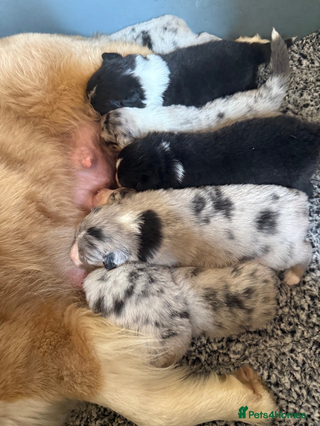 Australian Shepherd dogs for sale: Australian Shepherd Puppies  - Image 36
