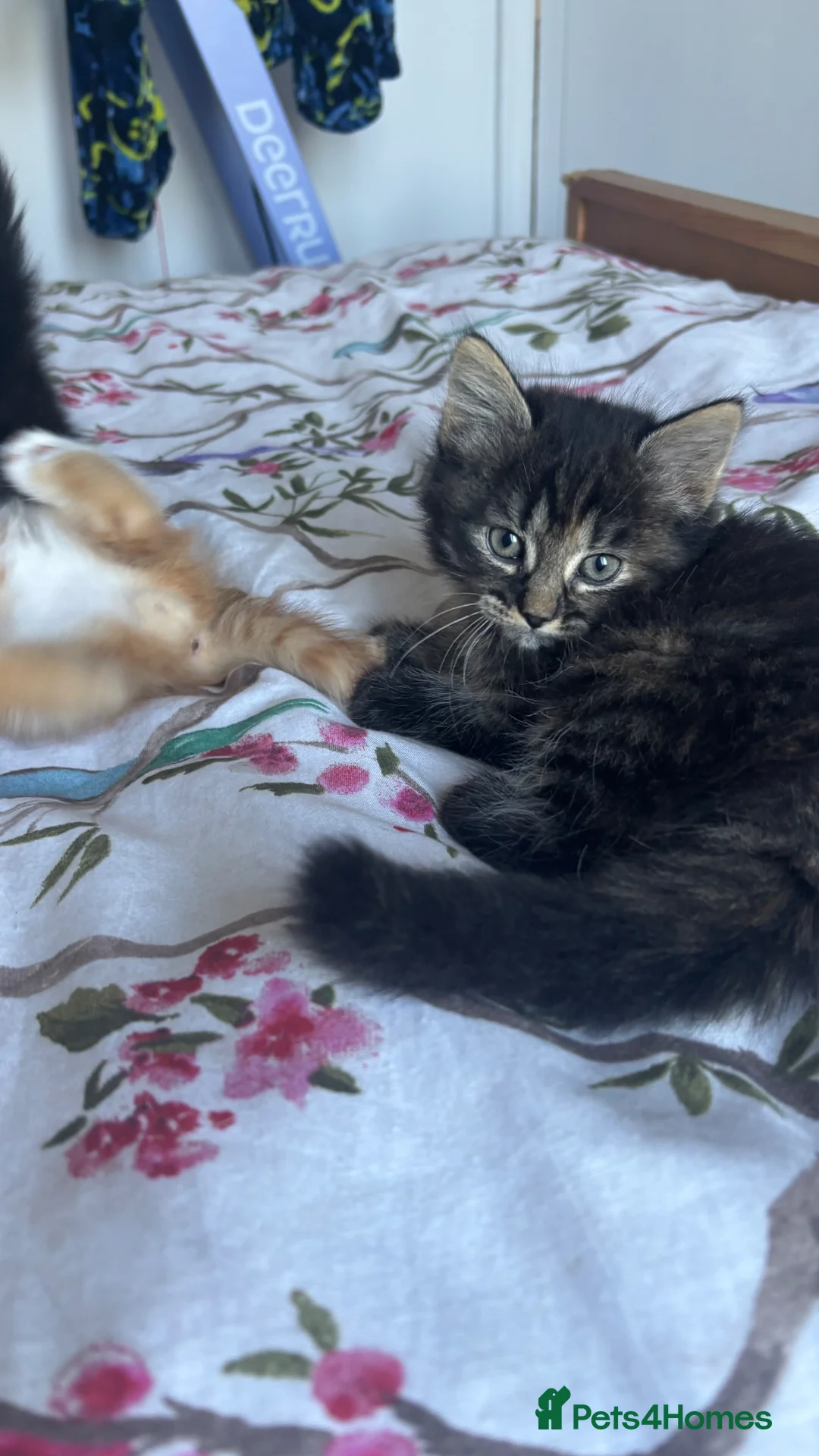 Mixed Breed cats for sale: Kittens ready to go - Advert 2