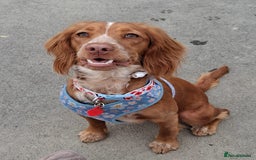 Cocker Spaniel dogs for sale: Wonderful willow - Image 2