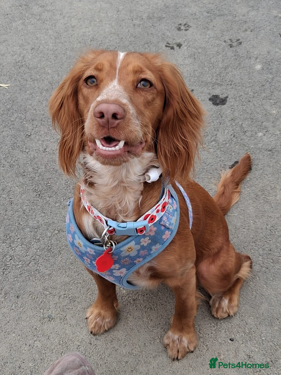 Cocker Spaniel dogs for sale: Wonderful willow - Image 2