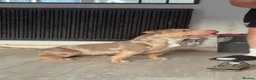 American Bully dogs for sale: Vivienne 3 year old pocket bully  - Advert 3
