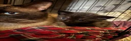 Mixed Breed cats for sale: 3 beautiful tabby/Ragamese kittens for sale!! - Advert 5