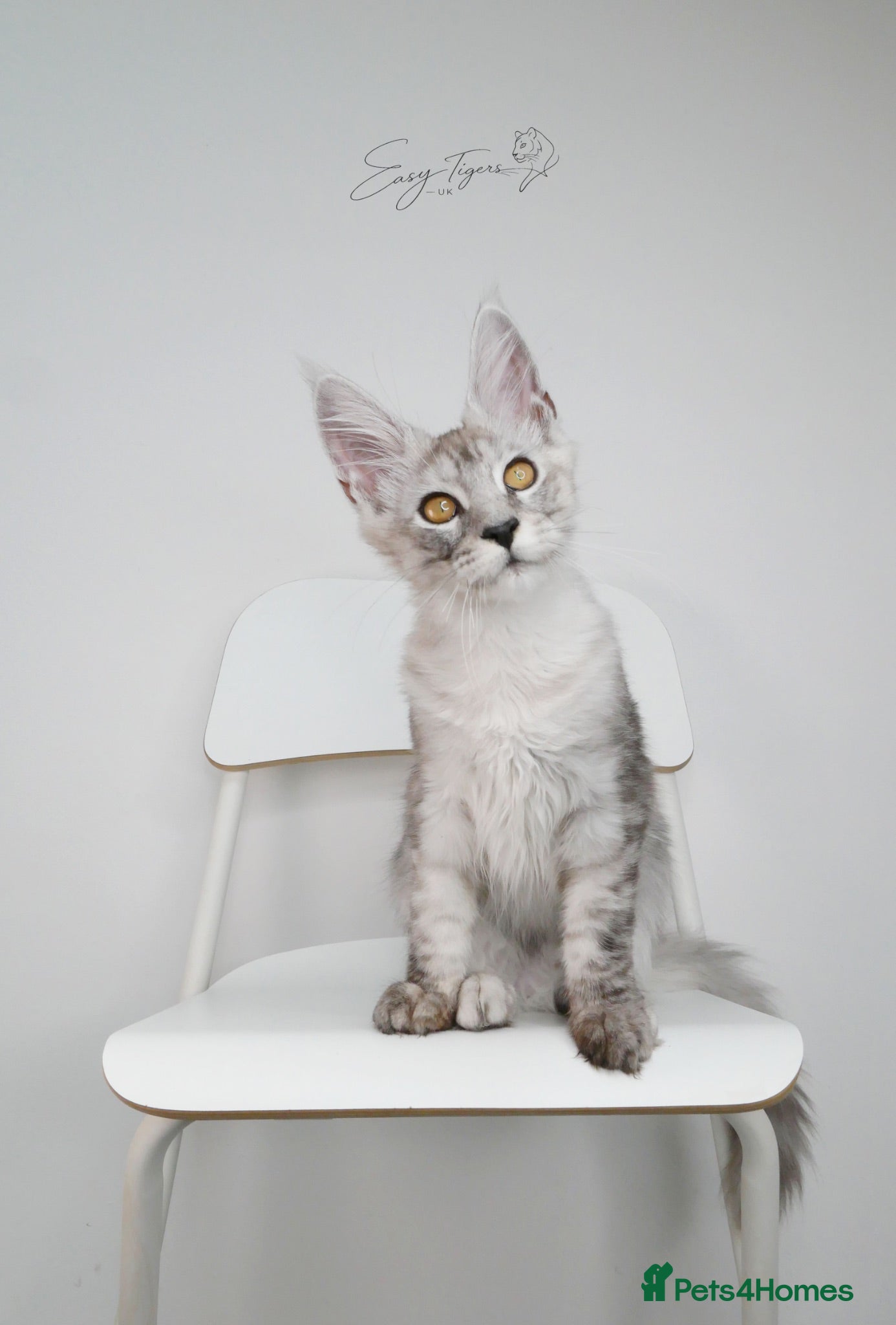 Maine Coon cats Beautiful Maine Coon kittens  - Advert 1